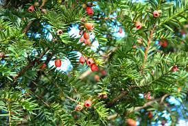 Enhancing your garden with Taxus baccata